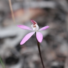 Caladenia fuscata at Acton, ACT - suppressed