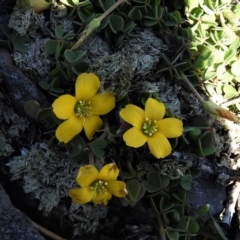 Oxalis sp. (Wood Sorrel) at Booth, ACT - 29 Sep 2020 by JohnBundock