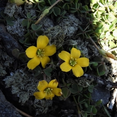 Oxalis (genus) (Wood Sorrel) at Booth, ACT - 29 Sep 2020 by JohnBundock