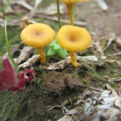 Lichenomphalia chromacea (Yellow Navel) at Holt, ACT - 27 Sep 2020 by IdleWanderer