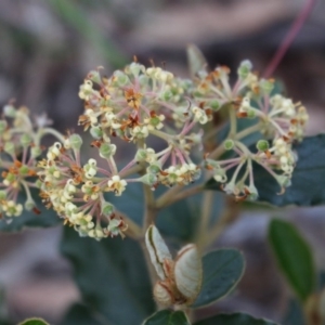 Pomaderris betulina subsp. actensis at Acton, ACT - 29 Sep 2020