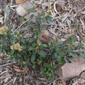 Pomaderris betulina subsp. actensis at Acton, ACT - 29 Sep 2020