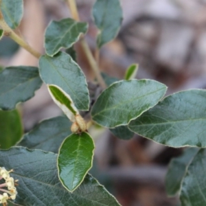 Pomaderris betulina subsp. actensis at Acton, ACT - 29 Sep 2020