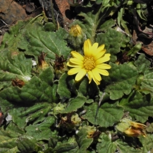 Cymbonotus sp. (preissianus or lawsonianus) at Booth, ACT - 29 Sep 2020