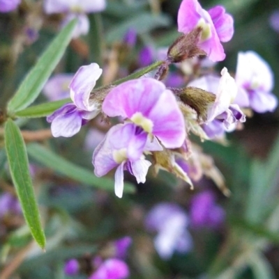 Glycine clandestina (Twining Glycine) at Mount Rogers - 29 Sep 2020 by Coggo