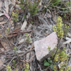 Phyllanthus occidentalis (Thyme Spurge) at Black Mountain - 29 Sep 2020 by Sarah2019