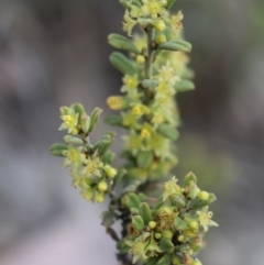 Phyllanthus occidentalis at Acton, ACT - 29 Sep 2020