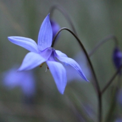 Stypandra glauca (Nodding Blue Lily) at Black Mountain - 29 Sep 2020 by Sarah2019