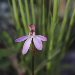 Caladenia fuscata (Dusky Fingers) at The Pinnacle - 29 Sep 2020 by AlisonMilton