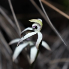 Caladenia ustulata (Brown Caps) at Black Mountain - 29 Sep 2020 by Sarah2019