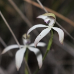 Caladenia ustulata at Acton, ACT - 29 Sep 2020