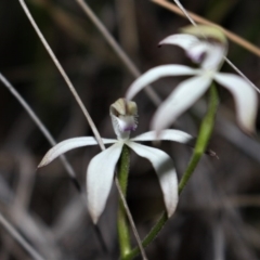 Caladenia ustulata at Acton, ACT - suppressed