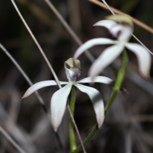 Caladenia ustulata at Acton, ACT - 29 Sep 2020