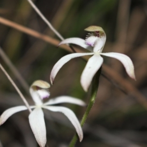 Caladenia ustulata at Acton, ACT - 29 Sep 2020