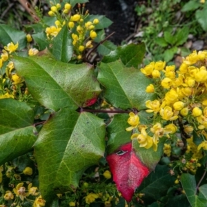 Berberis aquifolium at Downer, ACT - 29 Sep 2020 10:12 AM