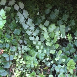 Asplenium flabellifolium at Kowen, ACT - 29 Sep 2020