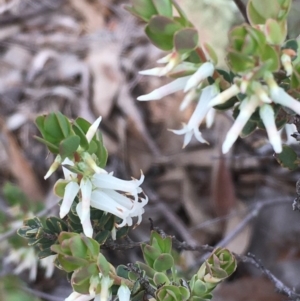 Brachyloma daphnoides at Kowen, ACT - 29 Sep 2020 02:56 PM