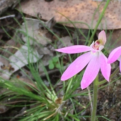 Caladenia carnea (Pink Fingers) at Kowen, ACT - 29 Sep 2020 by JaneR