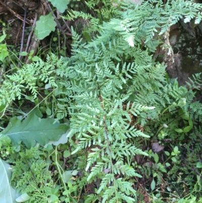 Cheilanthes austrotenuifolia (Rock Fern) at Kowen, ACT - 29 Sep 2020 by JaneR