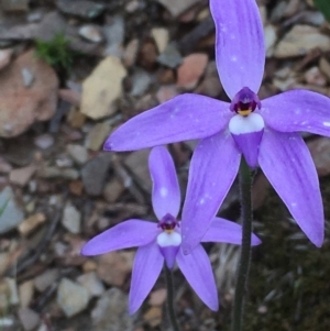 Glossodia major at Kowen, ACT - suppressed