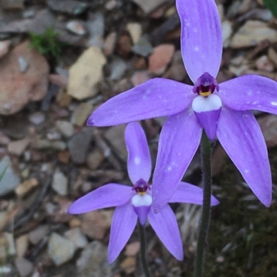 Glossodia major (Wax Lip Orchid) at Kowen, ACT - 29 Sep 2020 by JaneR