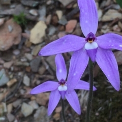 Glossodia major (Wax Lip Orchid) at Kowen Escarpment - 29 Sep 2020 by JaneR