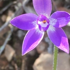 Glossodia major (Wax Lip Orchid) at Kowen Escarpment - 29 Sep 2020 by JaneR