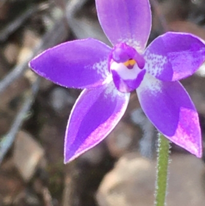 Glossodia major (Wax Lip Orchid) at Kowen Escarpment - 29 Sep 2020 by JaneR