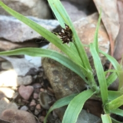 Luzula densiflora (Dense Wood-rush) at Kowen, ACT - 29 Sep 2020 by JaneR