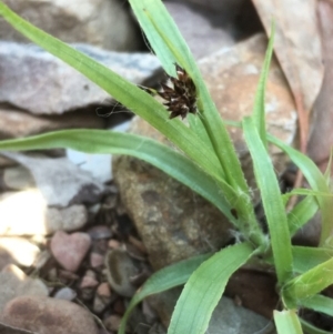 Luzula densiflora at Kowen, ACT - 29 Sep 2020