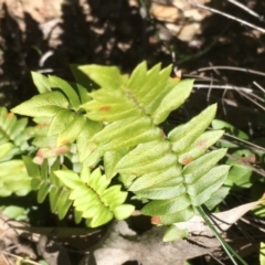 Pellaea calidirupium (Hot Rock Fern) at Kowen, ACT - 29 Sep 2020 by JaneR