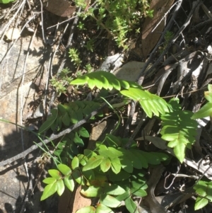 Pellaea calidirupium at Kowen, ACT - 29 Sep 2020