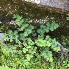 Pleurosorus rutifolius (Blanket Fern) at Kowen, ACT - 29 Sep 2020 by JaneR