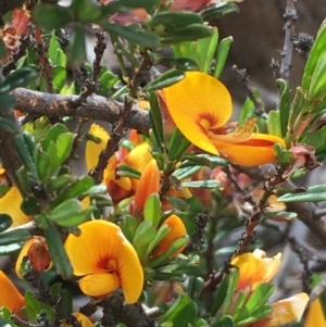 Pultenaea microphylla at Kowen, ACT - 29 Sep 2020