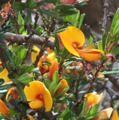 Pultenaea microphylla (Egg and Bacon Pea) at Kowen, ACT - 29 Sep 2020 by JaneR