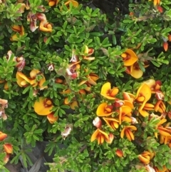 Pultenaea microphylla at Kowen, ACT - 29 Sep 2020