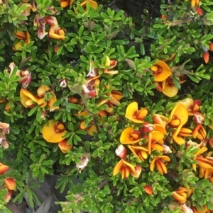 Pultenaea microphylla at Kowen, ACT - 29 Sep 2020