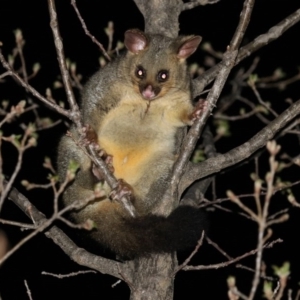 Trichosurus vulpecula at Macarthur, ACT - 29 Sep 2020