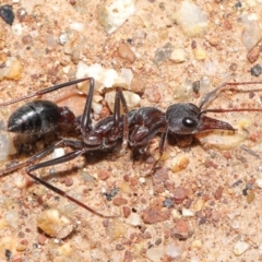 Myrmecia simillima (A Bull Ant) at Mount Majura - 26 Sep 2020 by TimL