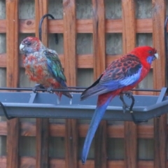 Platycercus elegans (Crimson Rosella) at Evatt, ACT - 25 Sep 2020 by Tim L