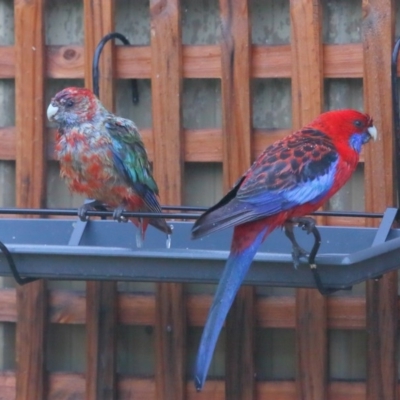 Platycercus elegans (Crimson Rosella) at Evatt, ACT - 25 Sep 2020 by TimL