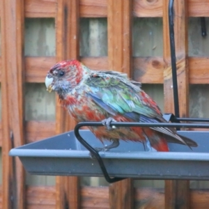 Platycercus elegans at Evatt, ACT - 25 Sep 2020