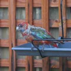 Platycercus elegans at Evatt, ACT - 25 Sep 2020