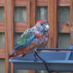 Platycercus elegans at Evatt, ACT - 25 Sep 2020