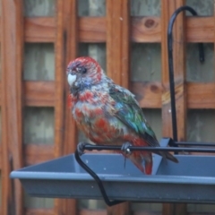 Platycercus elegans at Evatt, ACT - 25 Sep 2020