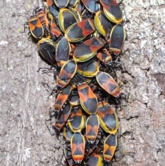 Dindymus versicolor (Harlequin Bug) at Downer, ACT - 26 Sep 2020 by TimL