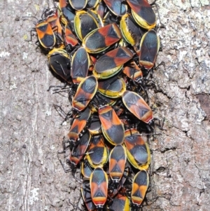 Dindymus versicolor at Downer, ACT - 26 Sep 2020