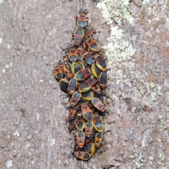 Dindymus versicolor at Downer, ACT - 26 Sep 2020