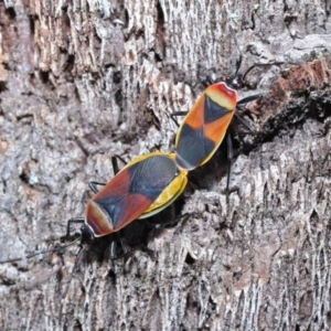 Dindymus versicolor at Downer, ACT - 26 Sep 2020