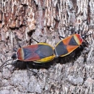 Dindymus versicolor at Downer, ACT - 26 Sep 2020